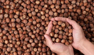 250 liralık fındığı 170 liraya kim alıyor? Ferrero dahil büyük firmalar mercek altında