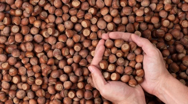 250 liralık fındığı 170 liraya kim alıyor? Ferrero dahil büyük firmalar mercek altında
