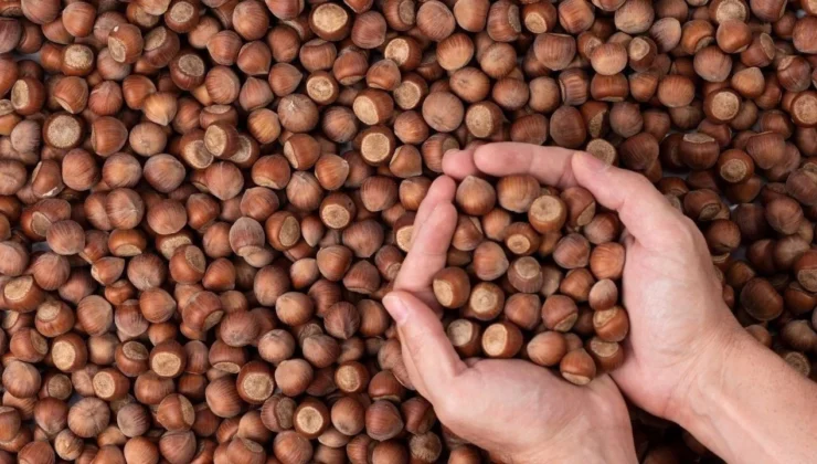 250 liralık fındığı 170 liraya kim alıyor? Ferrero dahil büyük firmalar mercek altında