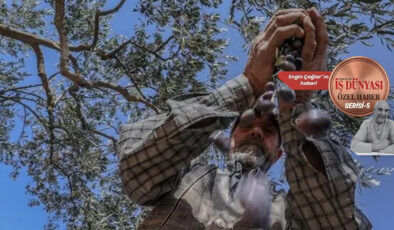Zeytinde ürün bol, ihracatta rota daralıyor