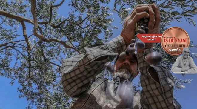 Zeytinde ürün bol, ihracatta rota daralıyor