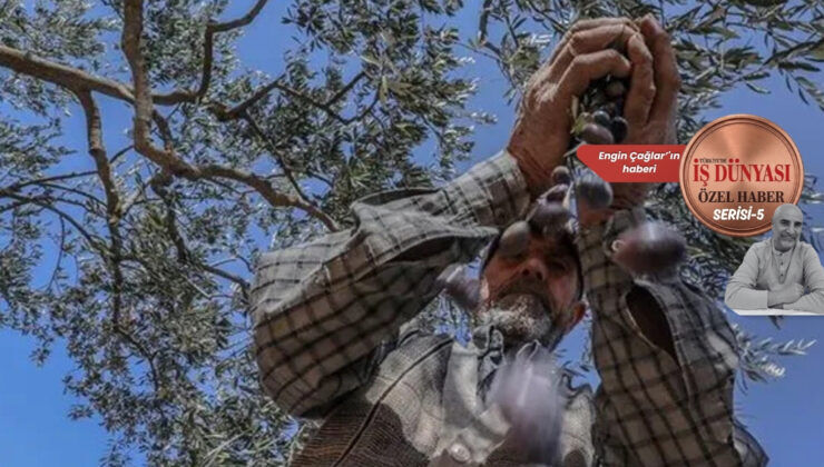 Zeytinde ürün bol, ihracatta rota daralıyor