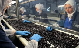 Marmarabirlik’te yeni sezon için rekolte süreci başladı