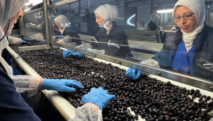 Marmarabirlik’te yeni sezon için rekolte süreci başladı