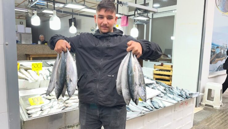 Balık tezgahlarında fiyatlar dibi gördü: Palamut 50 TL!