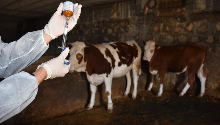 Hayvancılıkta yeni destek: Aşı ve kimliklendirme ücretleri kaldırıldı