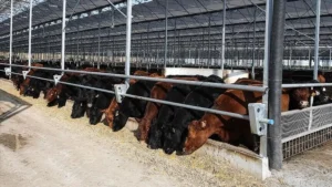 Besilik erkek sığır ithalatında 2027 planı: 480 bin baş