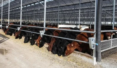 Besilik erkek sığır ithalatında 2027 planı: 480 bin baş