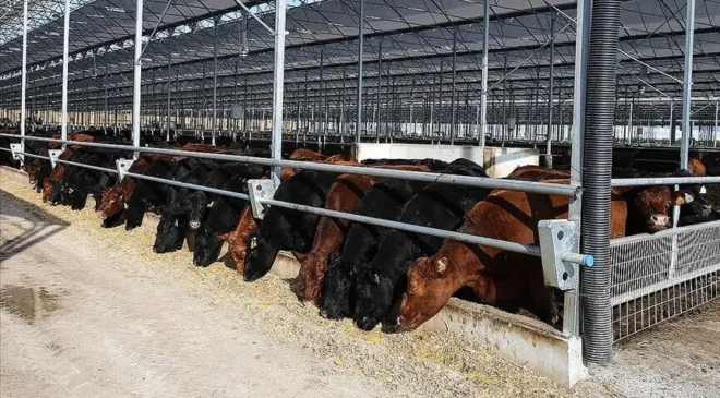 Besilik erkek sığır ithalatında 2027 planı: 480 bin baş