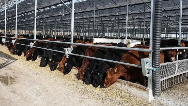 Besilik erkek sığır ithalatında 2027 planı: 480 bin baş