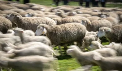 Hayvancılıkta dengeler değişti: AB ülkeleri geride kaldı