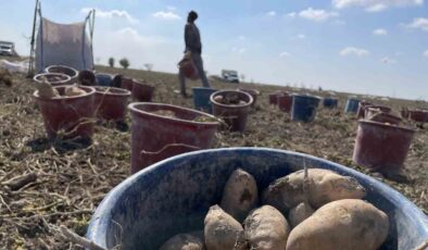Konya, Türkiye patates üretiminin yüzde 10,9’unu karşılıyor
