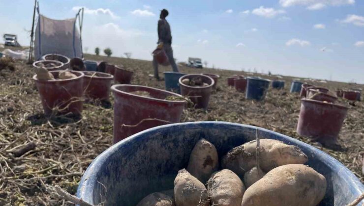 Konya, Türkiye patates üretiminin yüzde 10,9’unu karşılıyor