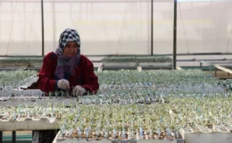 Tohumculukta 1850 firma üretim ve ihracatı büyütüyor