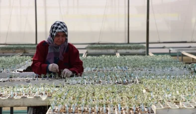 Tohumculukta 1850 firma üretim ve ihracatı büyütüyor