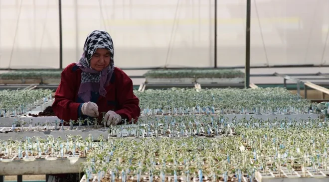 Tohumculukta 1850 firma üretim ve ihracatı büyütüyor