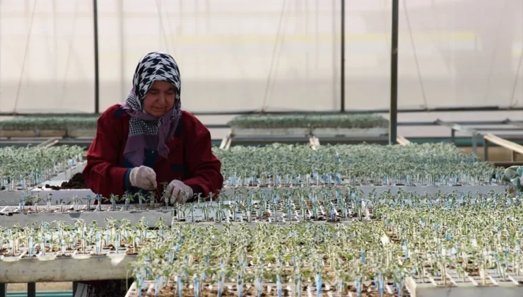 Tohumculukta 1850 firma üretim ve ihracatı büyütüyor