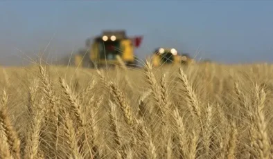 TİGEM, 4 bin 427 ton mahsul buğdayı satışa çıkarıyor