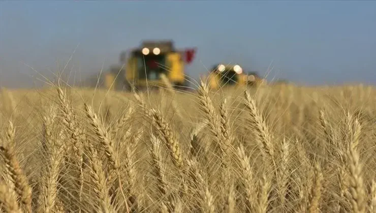 TİGEM, 4 bin 427 ton mahsul buğdayı satışa çıkarıyor