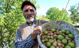 Çivril’de ceviz hasadı başladı: 300 ton hedefi