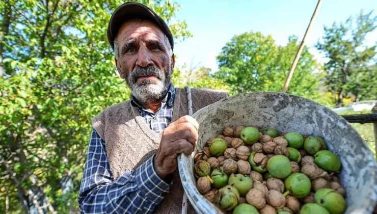 Çivril’de ceviz hasadı başladı: 300 ton hedefi