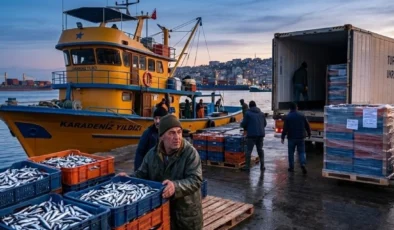 Hamsi ihracatında yükseliş sürüyor