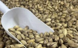 Fıstık ihracatında yılın son çeyreği için beklenti yükseldi