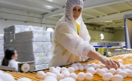 Türkiye’nin yumurta ihracatı 9 ayda 418 milyon doları aştı