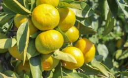 Satsuma mandalina ihracatında lojistik engeller üretici ve ihracatçıyı zorluyor