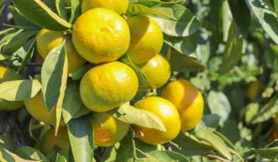 Satsuma mandalina ihracatında lojistik engeller üretici ve ihracatçıyı zorluyor