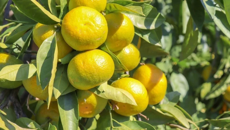Satsuma mandalina ihracatında lojistik engeller üretici ve ihracatçıyı zorluyor