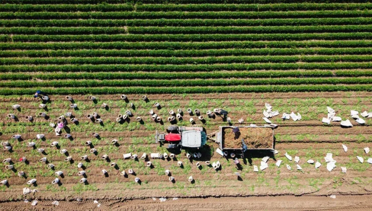 Tarımda üretici fiyatları eylülde düştü: Yıllık artış yüzde 12,93