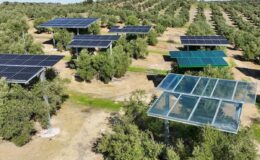 İspanya’da zeytinliklere zarar vermeyen güneş enerjisi sistemi