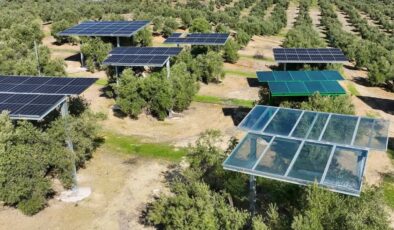 İspanya’da zeytinliklere zarar vermeyen güneş enerjisi sistemi