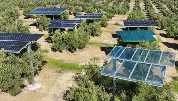 İspanya’da zeytinliklere zarar vermeyen güneş enerjisi sistemi
